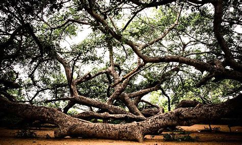 De 700-jarige banyanboom van Zhanjiang: een reusachtige levende sculptuur en oase van rust!